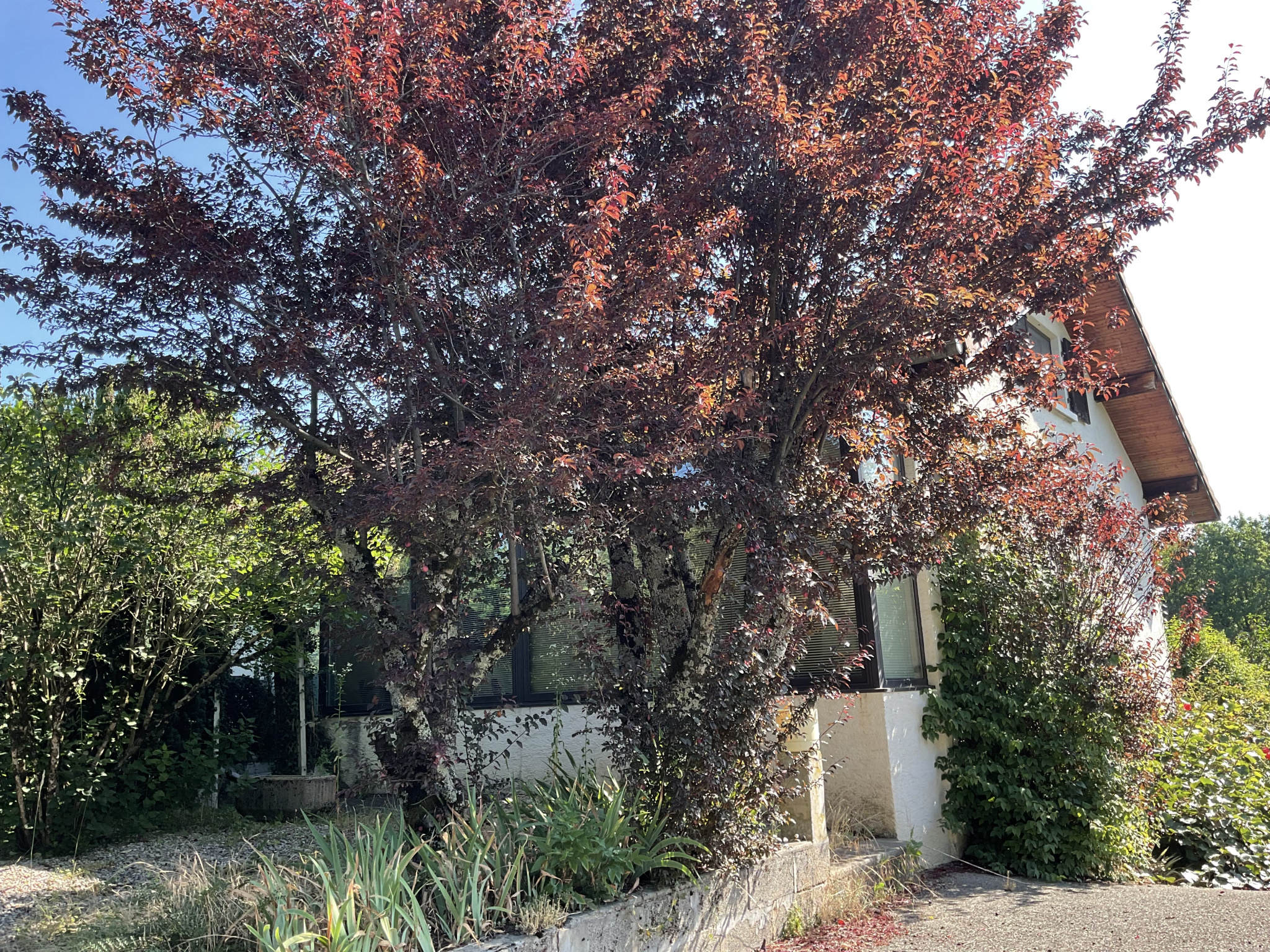 vente maison ALLINGES